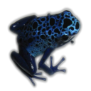 8788-chamitron-azureus.png