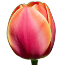 12368-niko73000-tulipe.png