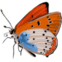 17120-Tatice-Papillon.png