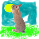 24506-xw1ndp0werx-Lapin2.png